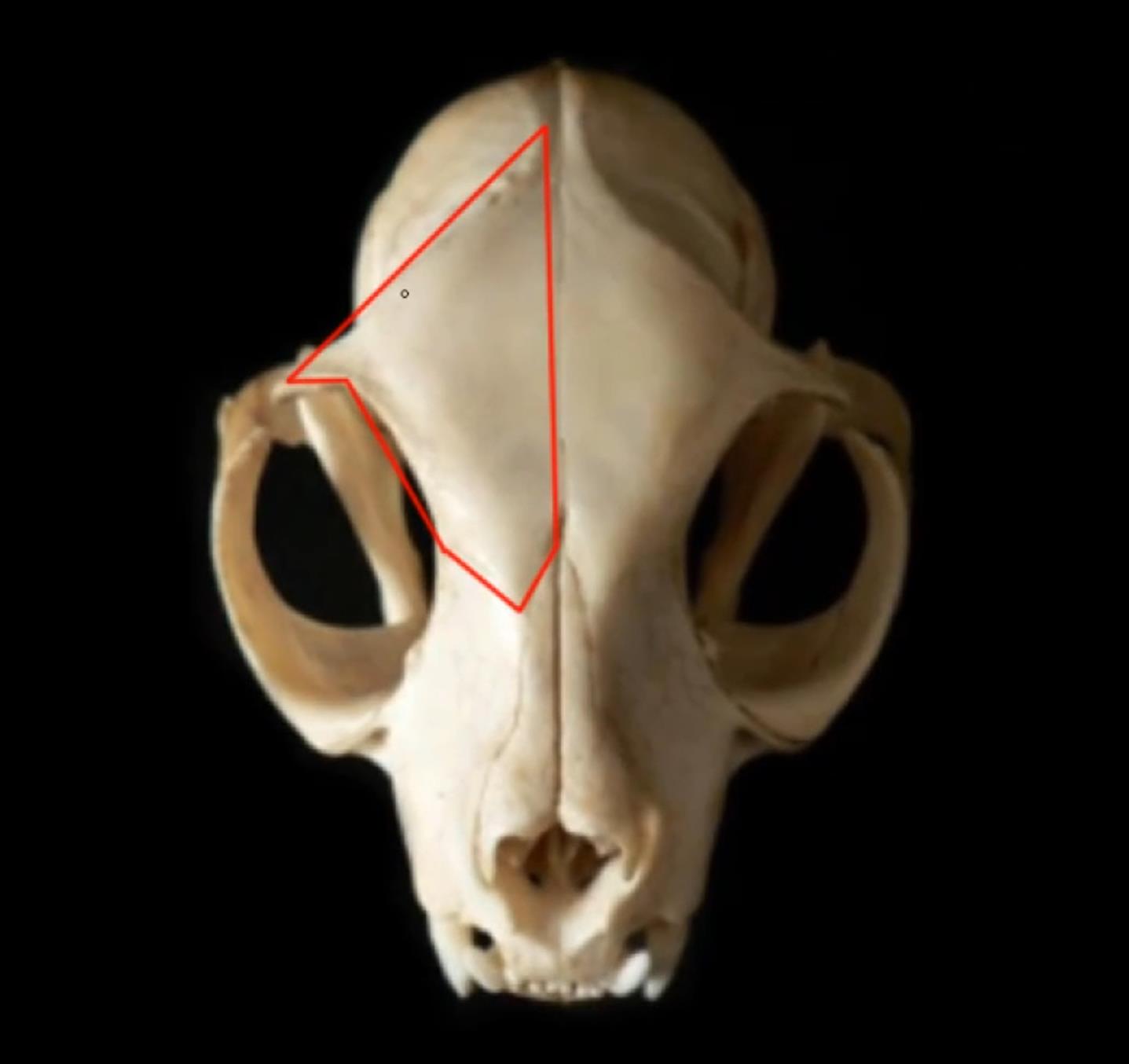 2022 8 23 动物解剖学与zbrush雕刻